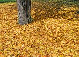 Autumn Fallen Leaves_DSCF02583